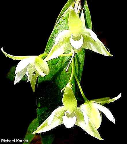 Dendrobium adae